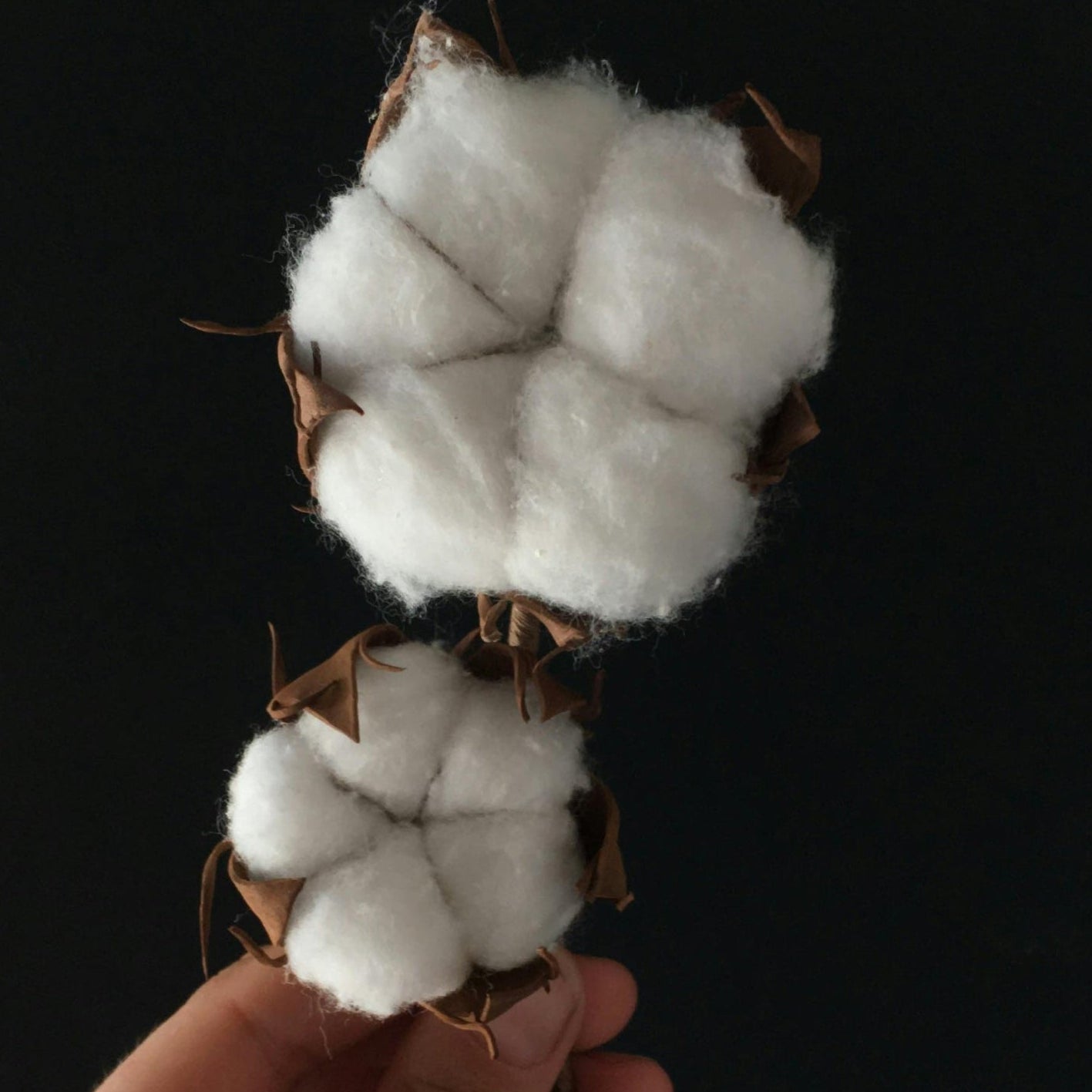 Cotton bolls held by a hand against a black background